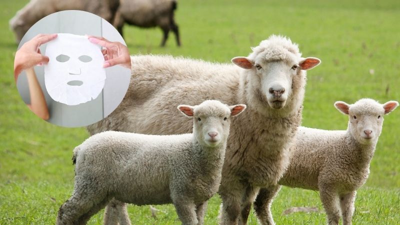Unveiling the Power of Sheep Placenta: A Comprehensive Review of Ingredients and Benefits in This Mask
