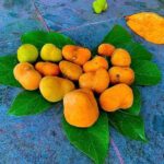 Pink-Fleshed Fruit: From Rural Delicacy to Urban Gourmet Treat, Priced on Par with Imported Fruits