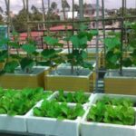 Is Growing Vegetables in Styrofoam Containers Safe?