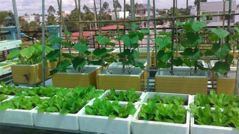 Is Growing Vegetables in Styrofoam Containers Safe?