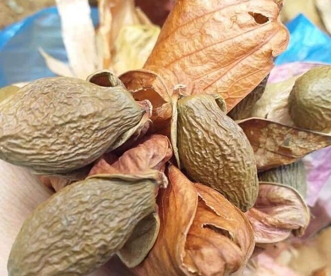 “Ancient Fruit Once Overlooked Now a Renowned Delicacy at $15/kg: Plant Once, Harvest for Years, Packed with Health Benefits”