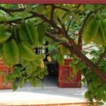 Strategic Placement of Star Fruit Trees: Attracting Wealth and Prosperity for Homeowners