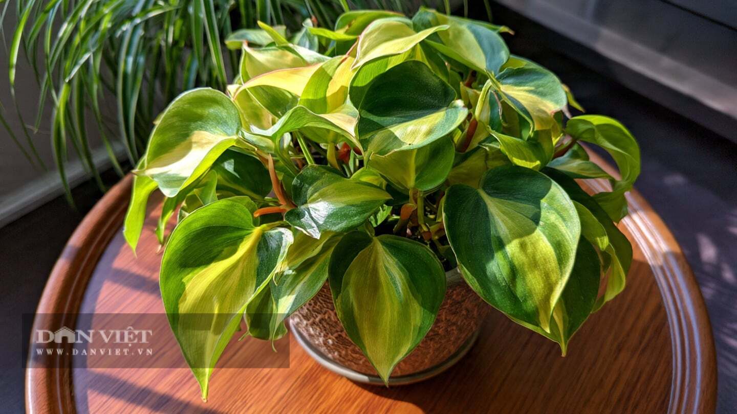 3 Wealth-Attracting Plants: Harnessing the Power of Sunshine to Draw Prosperity, Preserve Wealth, and Foster Family Harmony
