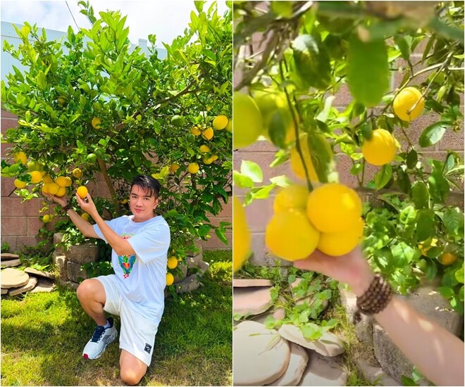 A Bountiful Garden Fit for a Painting: Đàm Vĩnh Hưng’s Stunning Orchard in America, Featuring Lantern-Like Red Fruits