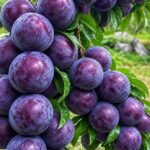 Sơn La’s World-Renowned Premium Fruit: A Legendary Specialty Harvested for Years, Now Available at 120,000 VND/kg