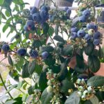 Vietnam Successfully Cultivates World-Renowned Premium Fruit, Harvesting for Years as a Specialty Priced at 200,000 VND/kg