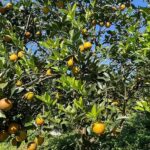 Phú Thọ’s Top-Ranked Global Fruit: A Renowned Specialty Harvested for Years, Priced at 60,000 VND/kg