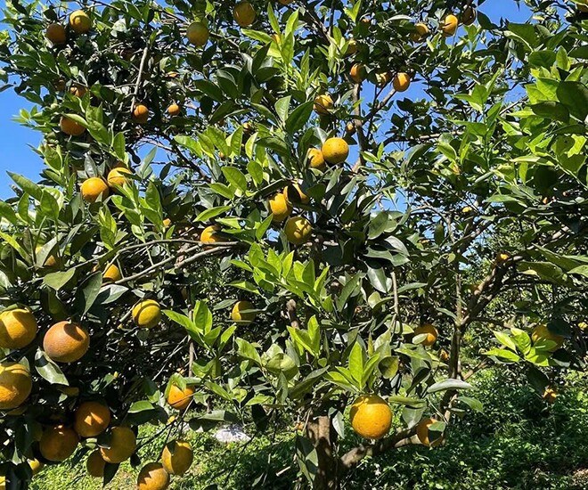 Phú Thọ’s Top-Ranked Global Fruit: A Renowned Specialty Harvested for Years, Priced at 60,000 VND/kg