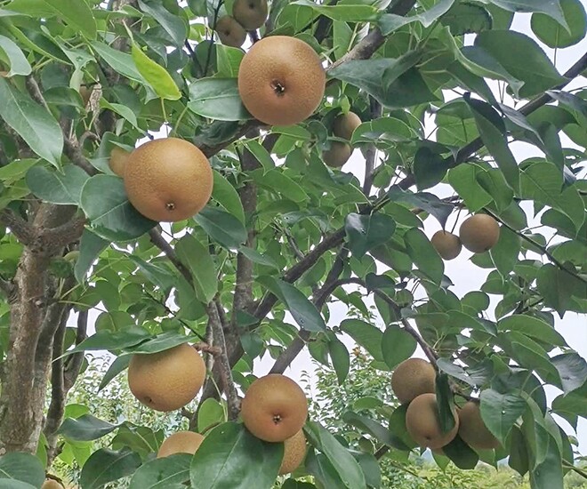 “Discover Lai Chau’s World-Renowned Superfruit: A Local Specialty Harvested for Years, Now Available at Just 65,000 VND/kg”
