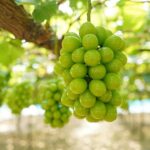 The World’s Finest Fruit: Vietnam’s Multi-Year Harvest Success Becomes a Renowned Specialty at 400,000 VND/kg
