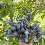 “Once a Fruit for the Poor, Now a Gourmet Delight: The 100,000 VND/kg Specialty with Years of Harvest from a Single Planting”