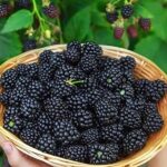 Lâm Đồng’s Top-Ranked Global Fruit: A Renowned Specialty at $17/kg, Harvested for Years from a Single Planting
