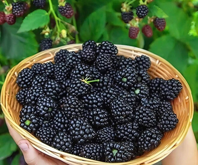 Lâm Đồng’s Top-Ranked Global Fruit: A Renowned Specialty at $17/kg, Harvested for Years from a Single Planting
