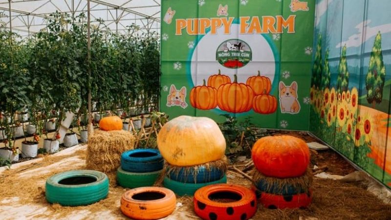 Purrfect Brews: Top 5 Pet-Friendly Cafés in Da Lat for Young Animal Lovers